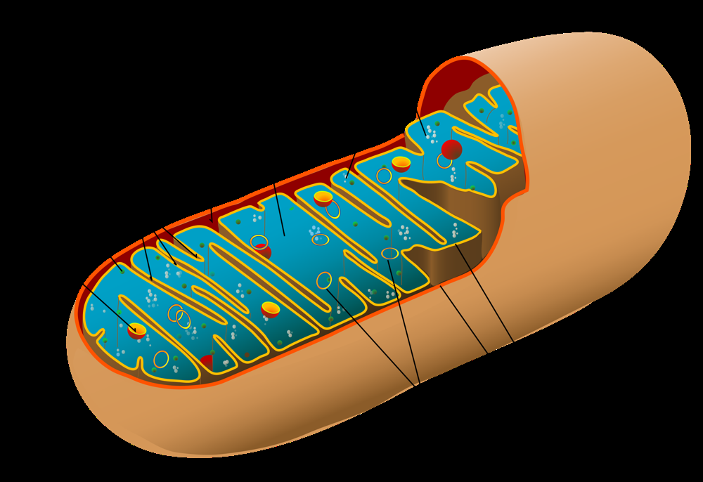 Estrogen-Related Receptors